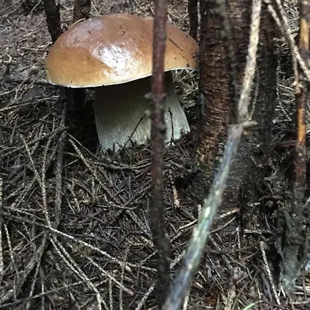 карпатські зорі * Fülöpfalva