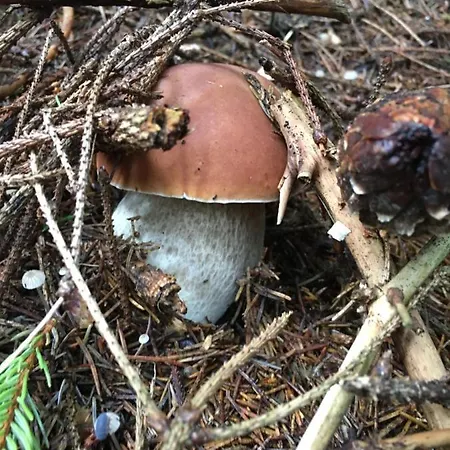 карпатські зорі * Pilipets