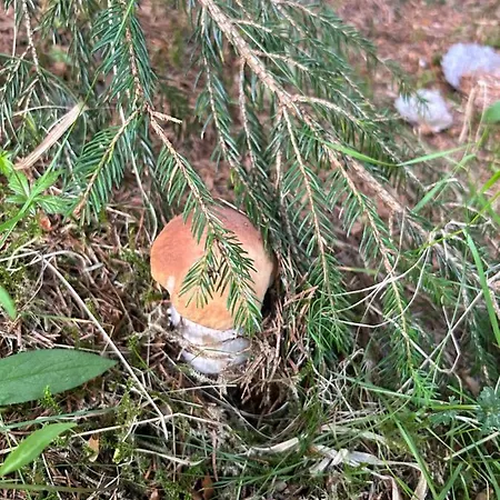 карпатські зорі Villa